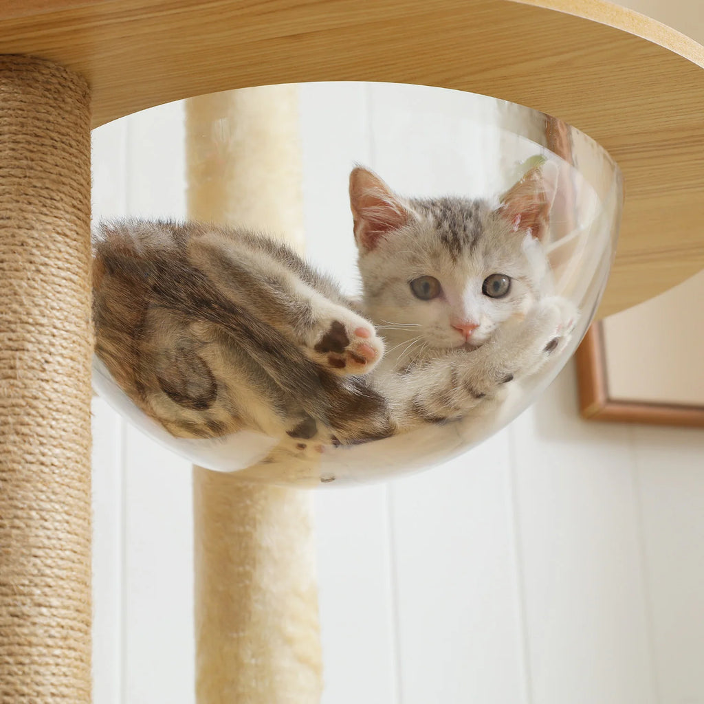 Arbre à Chat Bois Multi-Niveaux — Condo Spacieux Hamac Acrylique Perchoir Beige — Arbre à Chat CATLYX